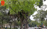 Hà Nội đẹp dịu dàng trong sắc trắng hoa sưa